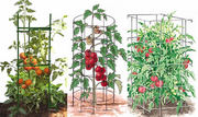 Tomato support - to get excellent tomatoes harvest